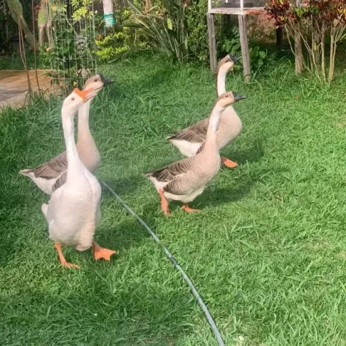 Gansos africanos e chinês 