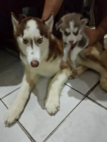 Filhote de husky siberiano