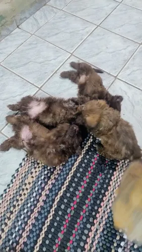 Filhotes de Shih Tzu marrom R$ 1,300 nascimento 02/05/ 26 zap * André