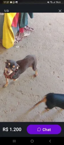 Vendo pinscher chocolate fêmea 