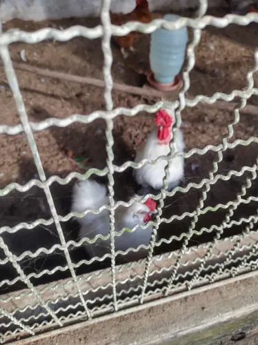 Galo da raça sedosa