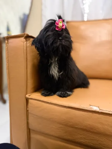 Shih tzu lindíssima