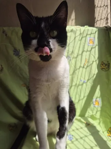 doação gatinhos