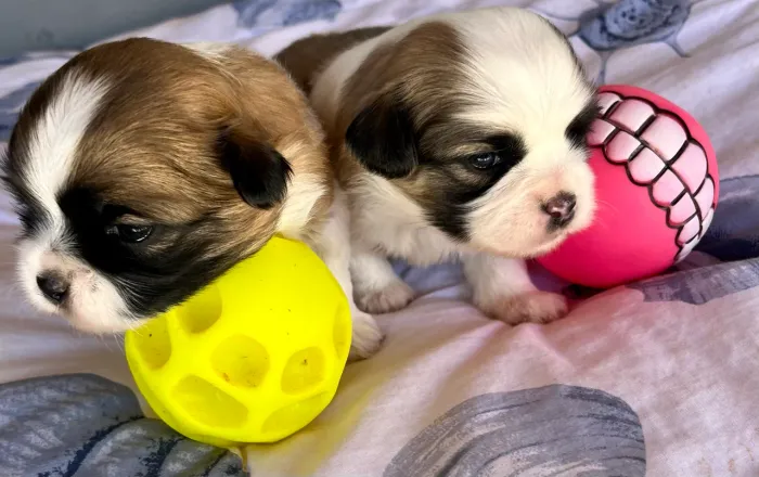 Shih Tzu