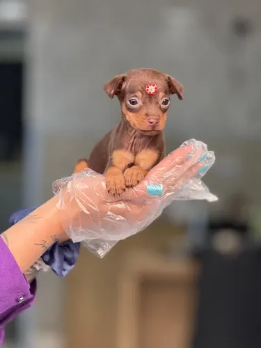 Seu Pinscher dos sonhos está aqui parcelamos em até 12x sem juros
