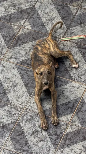 Filhote femea de galgo brasina