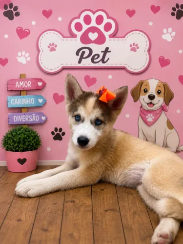 Husky siberiano fêmea