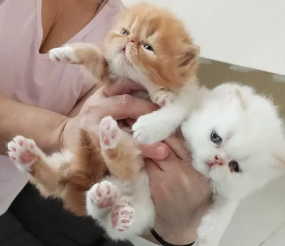 Lindos Gatinhos Persas machos e fêmeas vacinados 