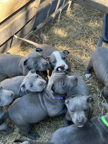 doação filhotes de pitbull