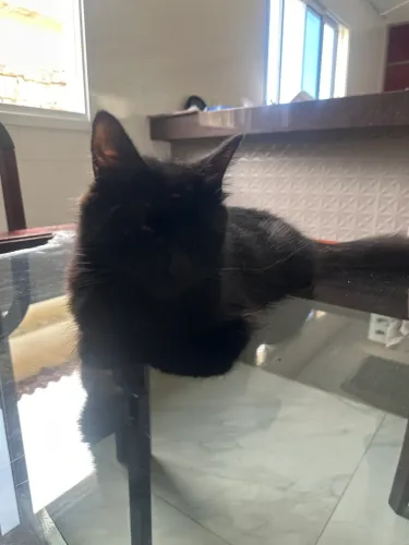Gatinha para doação