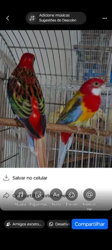 Animais de estimação 