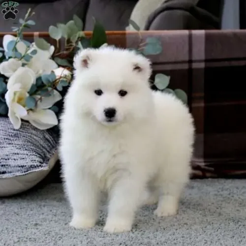 ? Branquinho, pequeno e muito delicado