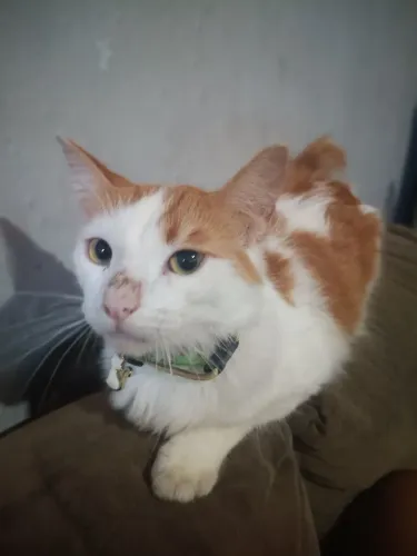 DOAÇÃO DE GATO