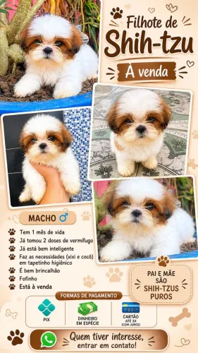 Vende-se cachorro Shih-tzu