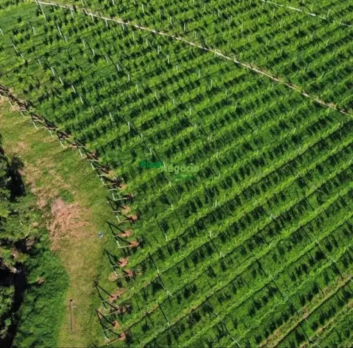 FAZENDA COM PLANTAÇÃO DE OLIVEIRA-UVA-MAÇA EM CRISTINA-MG