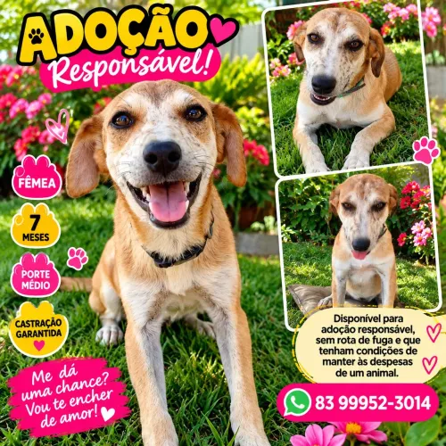 ADOÇÃO