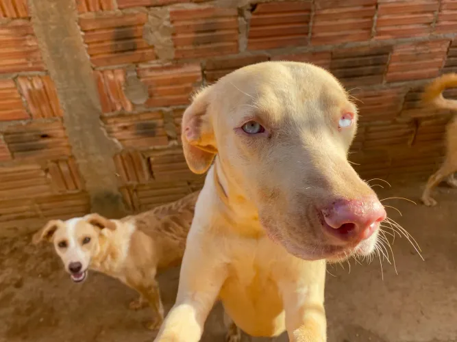 Doação de pets responsável