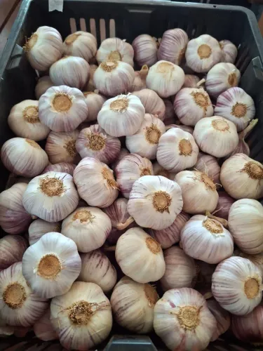 Alho roxo nacional N8 no atacado