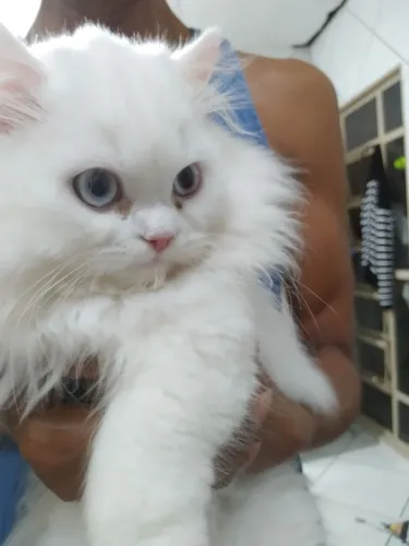 Procura se gato macho da raça persa pra namorar 