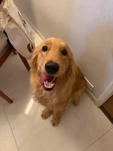 Filhote de Golden Retriever de 9 meses