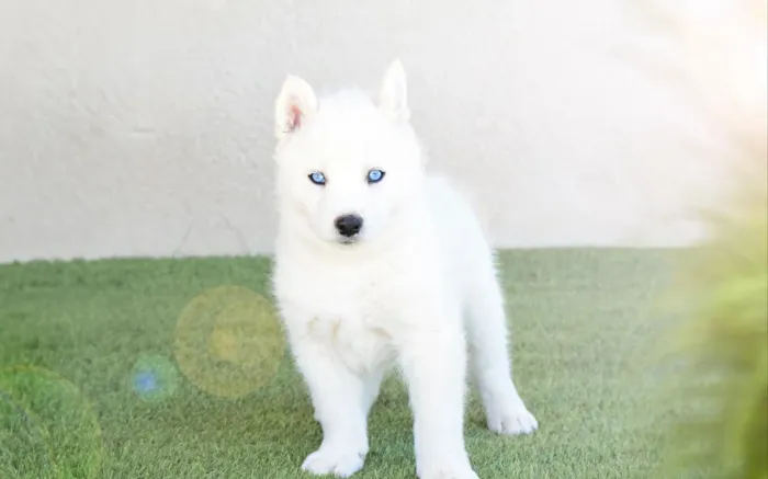 Husky siberiano puro