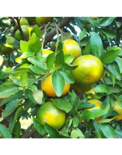 Laranja-lima enxertada (vendo muda enxertada)