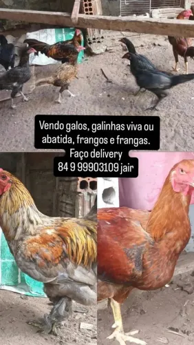 Galinha caipira viva ou abatida na hora.