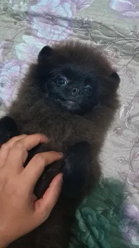 Spitz alemão