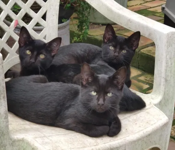 ADOÇÃO RESPONSÁVEL GATOS
