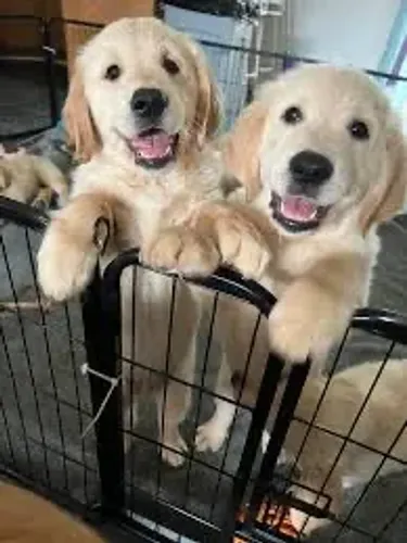 Doação de Golden retriever