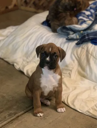 Filhotes De Boxer - Diga Sim Para A Felicidade Em Forma De Cachorro
