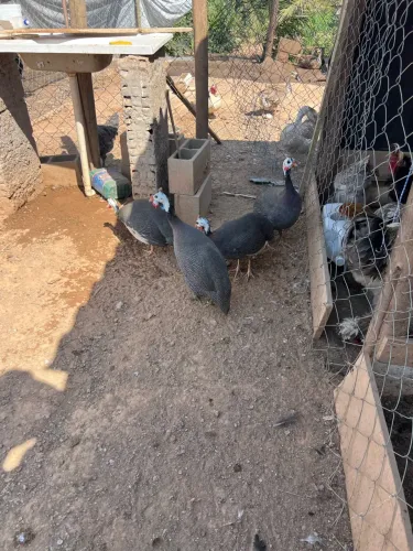 Vendas de galinha de Angola pampa e carijo