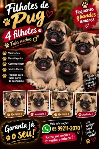 Pug
