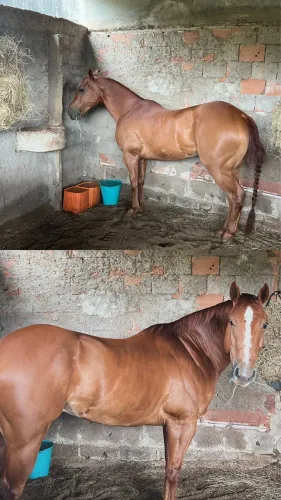 Cavalo quarto de milha, documentado.