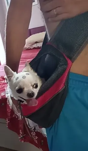 Bolsa para carregar pet na cintura