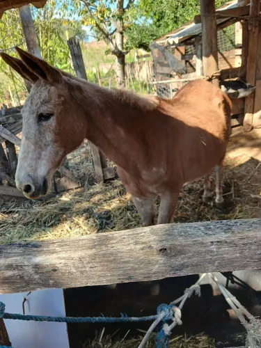 Mula mansa de carroça+uma picadeiro trifásico e uma carroça,