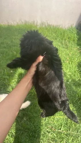 Shih Tzu Fêmea