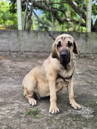FILA BRASILEIRO ADULTO - EXCELENTE OPORTUNIDADE FÊMEAS E MACHOS