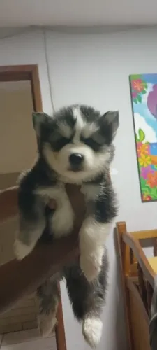 Filhotes de husky siberiano