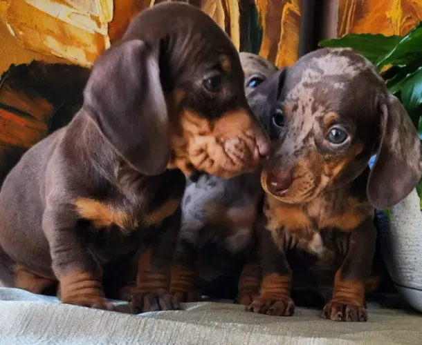 Dachshund/Salsicha/Teckel - O Cão Simpático!!