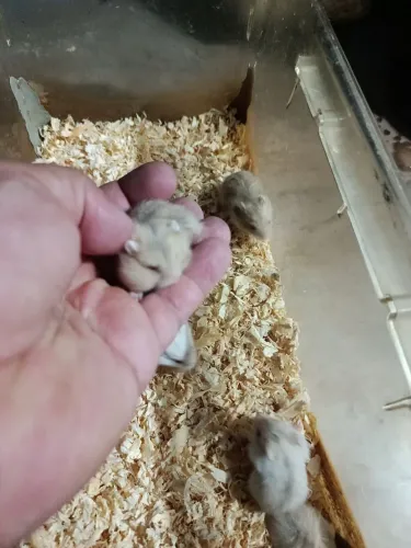 Hamster sírios e chinês 