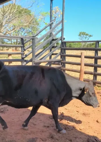 Vendo vaca jersey com bezerra pequena 9 litros de leite por dia