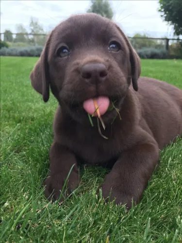Filhote Labrador Macho Super Carinhoso pronta entrega