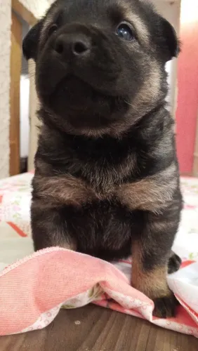 Doação de machinho chow chow
