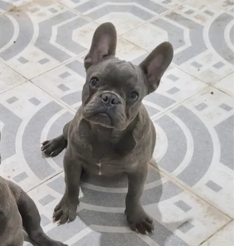 Filhote de Buldogue francês Blue 
