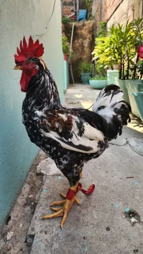 Galo raça GSB