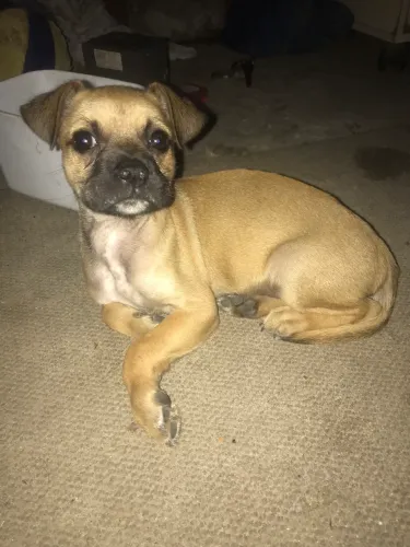 Vendesse filhote de cachorro buldogue