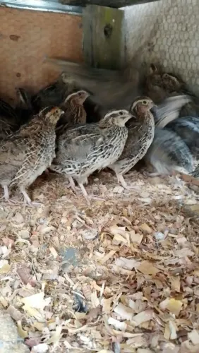 Vende se codornas