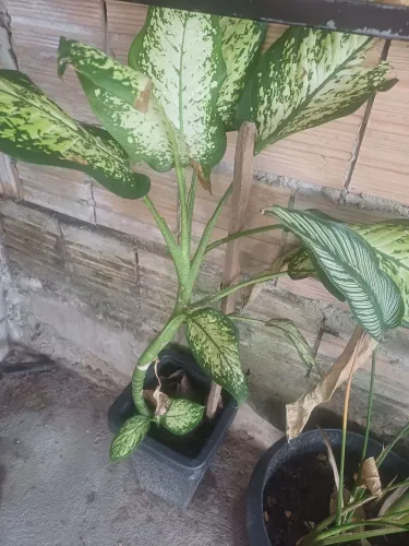 Plantas em vaso comigo ninguém pode