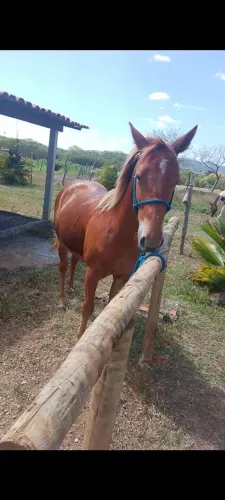 Potra quarto de milha registrada